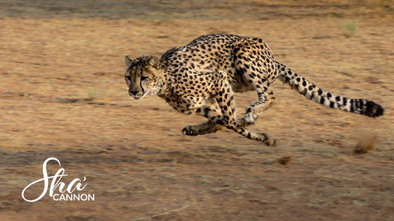 Why Speed Is the Secret to Increasing Revenue AND HOW TO SPEED UP